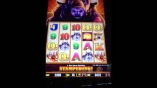 Buffalo stampede slot machine bonus