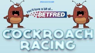 Cockroach Racing in Betfred - REAL PLAY, BIG STAKES