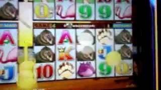 Gazellions Slots -  Line Hit  $192.00 - Aristocrat Video Slots