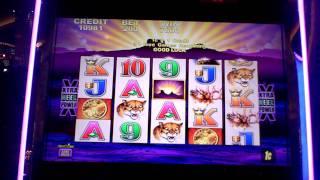 Buffalo slot bonus win - Long, lot of spins with okay win. Parx Casino.