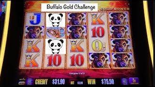 It’s a Buffalo Gold slot challenge! Billy D vs.PandaJock at the Cosmo!