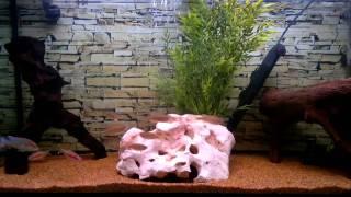 Opsarius Pulchellus, Torpedo Barbs, Geophagus Red Heads & Butterfly Plecs - Fish Tank/Aquarium