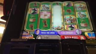 Big win on ruby slippers slot (max bet)