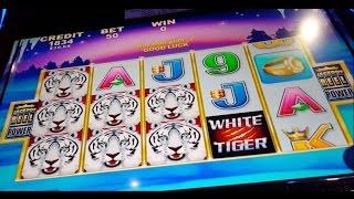 Aristocrat White Tiger - first attempt - live play - 2c denom