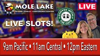 LIVE SLOTS - COFFEE WITH THE CATS