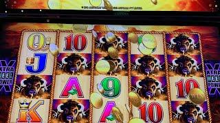 Foxwoods buffalo gold slot machine Live Jackpot handpay!!!