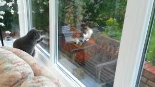Barney The British Shorthair Meets The Neighbours Cat For The First Time