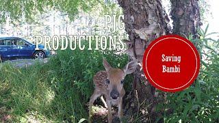 Saving Baby Bambi - Baby Deer Lost