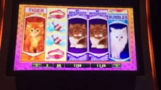 OMG kittens slot machine free spins