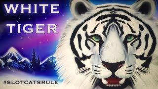 Daji Dali • White Tiger • Dancing Drums ••• The Slot Cats •