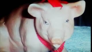 For"Piggy"Fans..Thoughout the world"Piggy the Star on Youtube...Scratchcard George Production..
