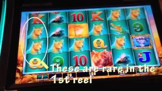 WMS' Raging Rhino Slot Machine: Cheetah Bonus