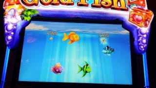Gold Fish 3 Slot. Multiply Bonus.