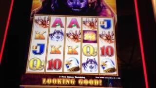 BUFFALO STAMPEDE ~ Slot Machine Bonus ~ BIG WIN!