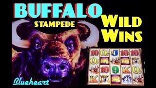 BUFFALO STAMPEDE slot machine WILD WINS (3 videos)
