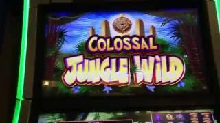 COLOSSAL Jungle Wild #ARBY •LIVE PLAY• Slot Machine at Harrahs in Las Vegas #ARBY