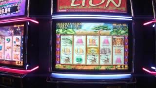 Wild Lion High Limit $25.00 spin Live Play