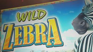 Live Play On Wild Zebra - Chasing That Dream Trigger!