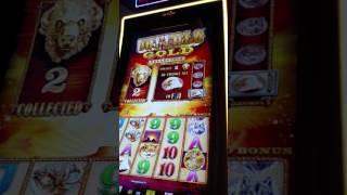 Part 3 $800 Group Pull $12 bet 10c Denom Buffalo Gold Group Play Slot machine Pokie slot play