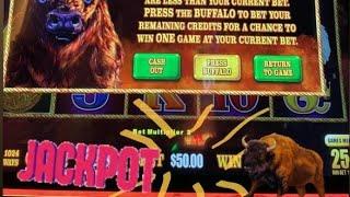 LIVE! $5,000 vs Buffalo Link $50 Spins