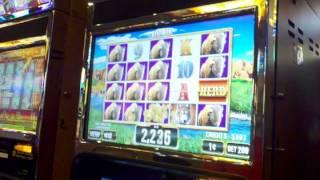 Herd slot machine "herd" line hit ~ Incredible Technologies
