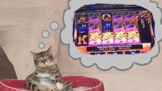 DREAM DRAGONS -The Slot Machine Bonus Featuring Gizmo The Slot Loving Cat! ~ Ainsworth