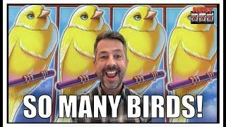 I chose the right slot machine and all the birds showed up! BIG WIN on Sweet Tweet!