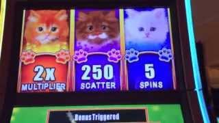 OMG Kittens Slot Machine Bonus-Big Win!