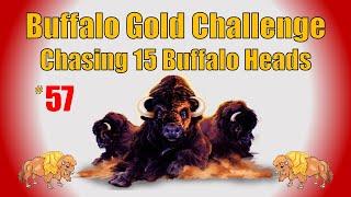 Buffalo Gold Challenge - Chasing 15 Buffalo Heads #57