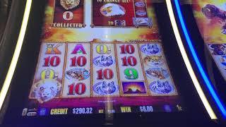 Fun - very volatile session on Buffalo Gold Slot Machine