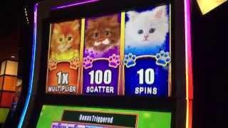OMG Kittens Slot Machine FREE SPINS BONUS FEATURE