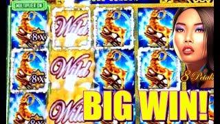 •BIG WINS• 8 PETALS SLOT MACHINE & BELUGA BUFFALO GOLD SHRINKS