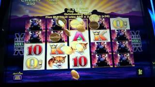 HUGE WIN - Buffalo Slot Machine Bonus - Line Hit