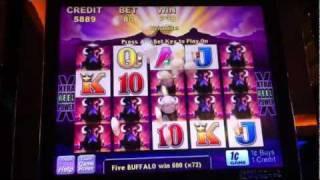 Buffalo Parx NO WILDS