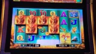 Raging Rhino Slot Machine Bonus - Big Win!