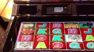 Many Free Spins on Wild Leopard