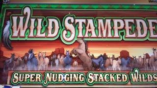 Wild Stampede - Nice Line Hit