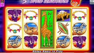 HOT HOT PENNY KING OF AFRICA Video Slot Casino Gamne with a FREE SPIN BONUS