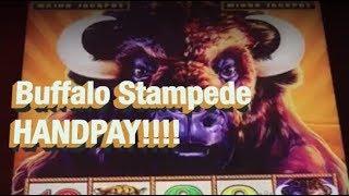 HANDPAY!!! Buffalo Stampede.  Great Session, two amazing wins!