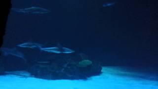 Shark Reef Aquarium Mandalay Bay Las Vegas