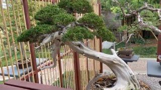 Bonsai Museum at Japanese Friendship Garden at Balboa Park: Best Things to Do in San Diego
