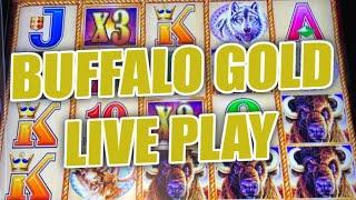 Buffalo Gold Live Slot Play - $500 Double or Nothing!