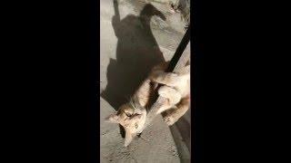 MR. CAT