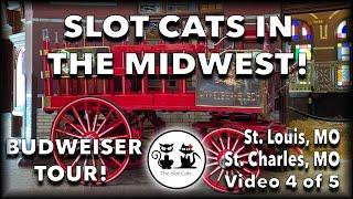 BUDWEISER BREWERY! • VLOG Midwest Meow Mixer (4 of 5) AMERISTAR • SLOT PLAY