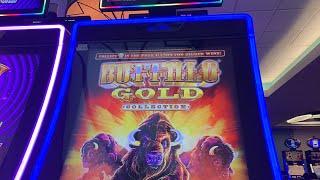 Live Buffalo Gold with BoD!