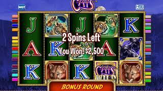 CATS Video Slot Casino Game with a FREE SPIN BONUS