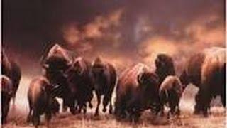 Wonder 4 Buffalo - THE STAMPEDE - SUPER BIG WIN