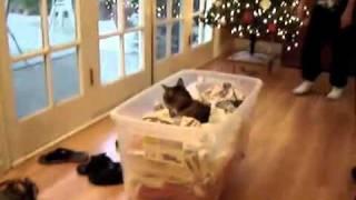 Christmas Cat Skateboarding...(kind of)