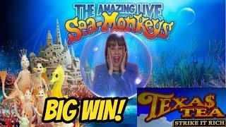 BIG WIN! Amazing Sea Monkeys & Texas Tea Strike it Rich!