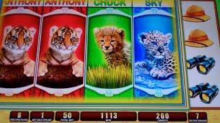 OMG! Kittens Safari Slot Machine Bonus - 15 Free Games Win with Scatter Pays